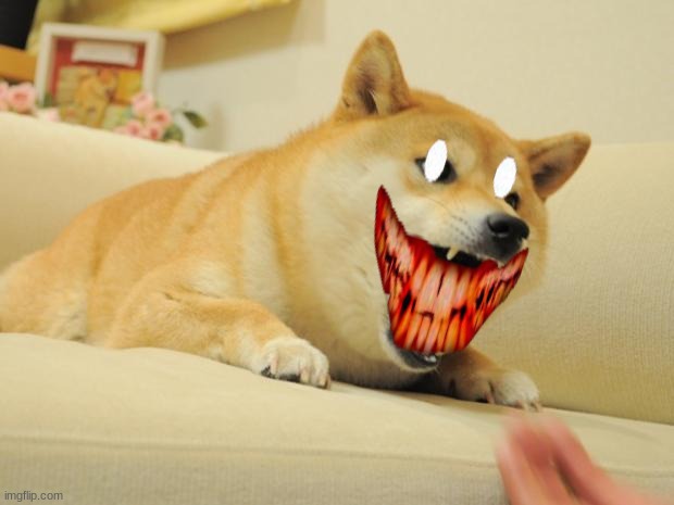 ANGRY DOGE | image tagged in angry doge | made w/ Imgflip meme maker