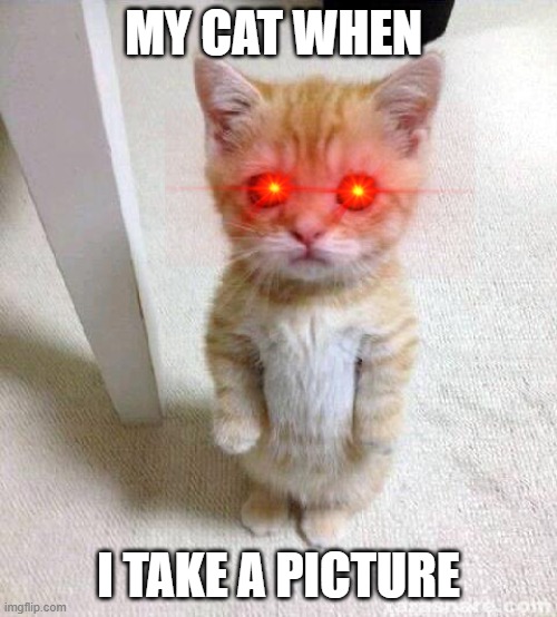 Cute Cat Meme | MY CAT WHEN; I TAKE A PICTURE | image tagged in memes,cute cat | made w/ Imgflip meme maker