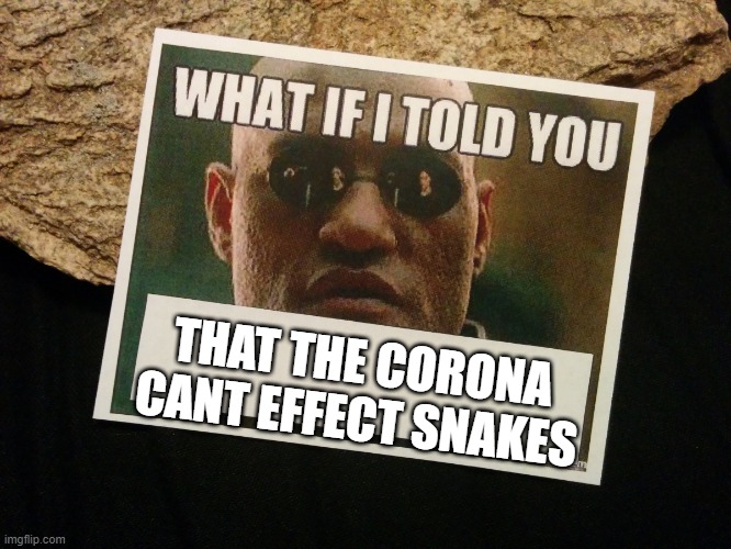 THAT THE CORONA CANT EFFECT SNAKES | image tagged in kermit the frog | made w/ Imgflip meme maker
