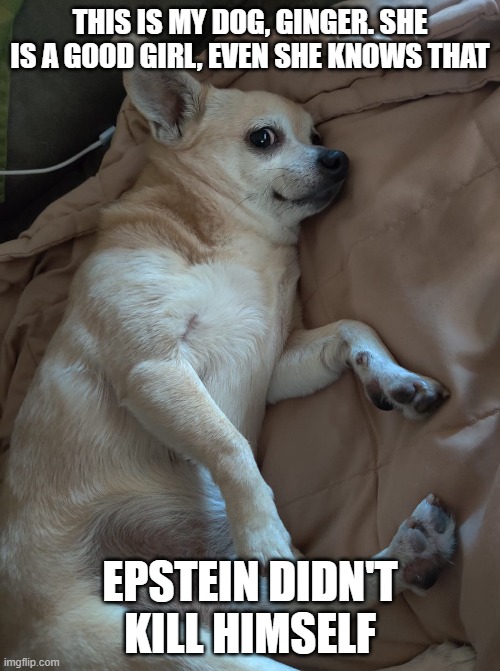 Epstein Dog | THIS IS MY DOG, GINGER. SHE IS A GOOD GIRL, EVEN SHE KNOWS THAT; EPSTEIN DIDN'T KILL HIMSELF | image tagged in dog,dog meme,jeffrey epstein,epstein | made w/ Imgflip meme maker