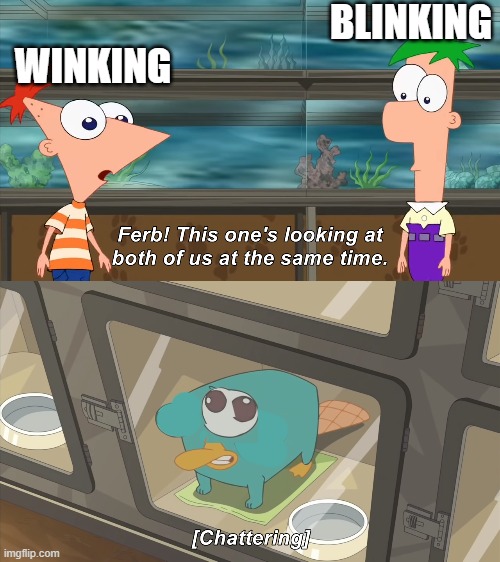 phineas and ferb | WINKING BLINKING | image tagged in phineas and ferb | made w/ Imgflip meme maker