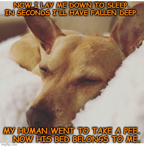 Now I lay me down to sleep | NOW I LAY ME DOWN TO SLEEP. IN SECONDS I'LL HAVE FALLEN DEEP. MY HUMAN WENT TO TAKE A PEE.    NOW HIS BED BELONGS TO ME. | image tagged in dogs,cute dogs,selfie dogs,sleep | made w/ Imgflip meme maker
