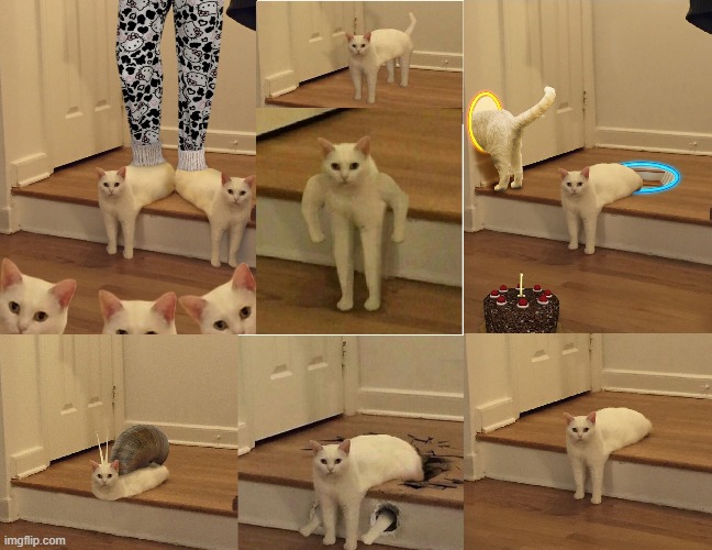 The Many Faces of Whitey, the Shape-shifter Cat | image tagged in vince vance,white cat,blackhole,photoshop,funny cat memes,birthday cake | made w/ Imgflip meme maker