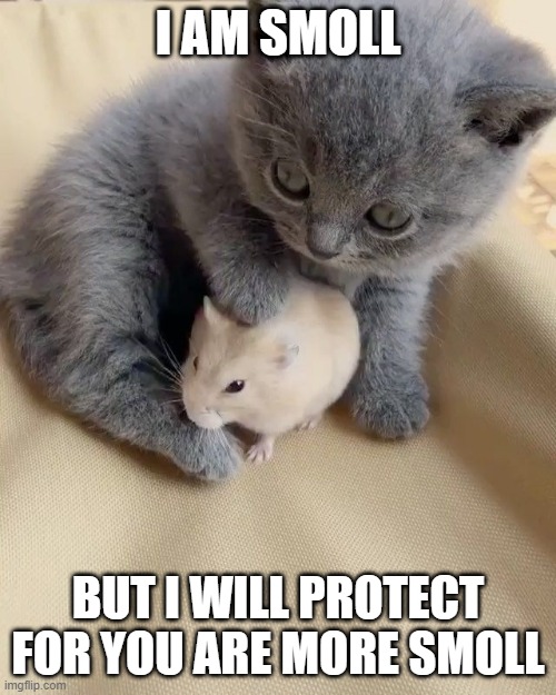 I AM SMOLL; BUT I WILL PROTECT FOR YOU ARE MORE SMOLL | image tagged in kitty,friends | made w/ Imgflip meme maker