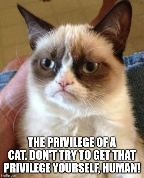 Grumpy Cat Meme | THE PRIVILEGE OF A CAT. DON'T TRY TO GET THAT PRIVILEGE YOURSELF, HUMAN! | image tagged in memes,grumpy cat | made w/ Imgflip meme maker