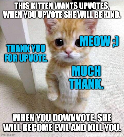 Oop-votes? Plz? | THIS KITTEN WANTS UPVOTES, WHEN YOU UPVOTE SHE WILL BE KIND. MEOW ;); THANK YOU FOR UPVOTE. MUCH THANK. WHEN YOU DOWNVOTE, SHE WILL BECOME EVIL AND KILL YOU. | image tagged in memes,cute cat | made w/ Imgflip meme maker