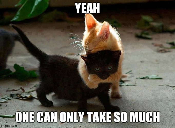kitten hug | YEAH ONE CAN ONLY TAKE SO MUCH | image tagged in kitten hug | made w/ Imgflip meme maker