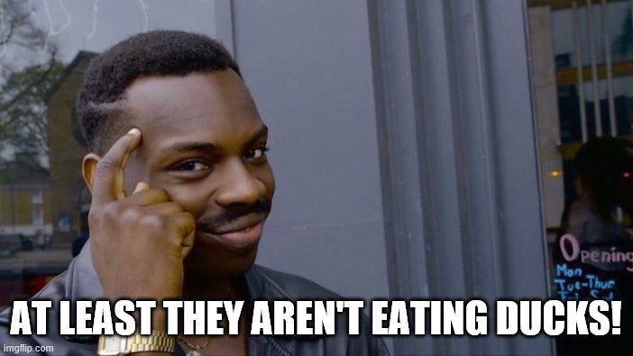 Roll Safe Think About It Meme | AT LEAST THEY AREN'T EATING DUCKS! | image tagged in memes,roll safe think about it | made w/ Imgflip meme maker