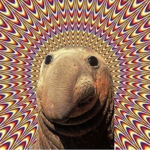 High Quality Hypno Elephant Seal Blank Meme Template