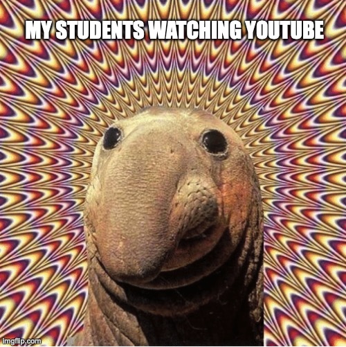 Students on youtube | MY STUDENTS WATCHING YOUTUBE | image tagged in hypno elephant seal,youtube,hypnosis,hypnotic,teacher meme,student | made w/ Imgflip meme maker
