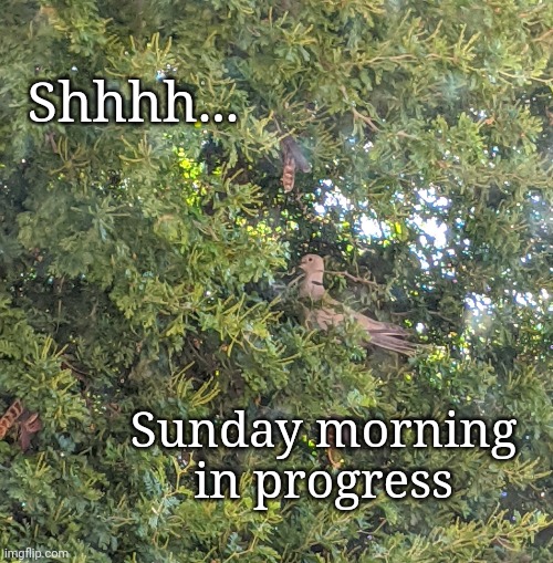 Shhh... Sunday morning | Shhhh... Sunday morning
 in progress | image tagged in quiet,sunday,dove | made w/ Imgflip meme maker
