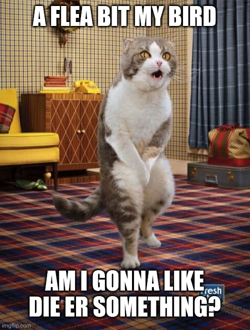 Gotta Go Cat Meme | A FLEA BIT MY BIRD; AM I GONNA LIKE DIE ER SOMETHING? | image tagged in memes,gotta go cat | made w/ Imgflip meme maker