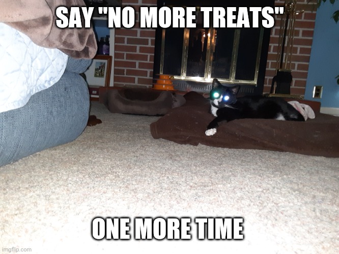 SAY "NO MORE TREATS"; ONE MORE TIME | image tagged in cats | made w/ Imgflip meme maker