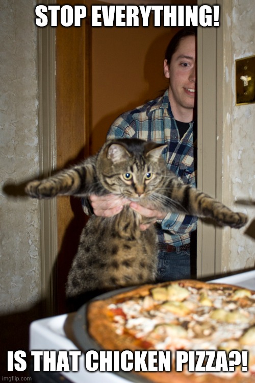 KITTY GONNA EAST IT ALL | STOP EVERYTHING! IS THAT CHICKEN PIZZA?! | image tagged in cats,pizza,pizza time,funny cats | made w/ Imgflip meme maker