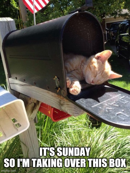 YOU GOT MAIL | IT'S SUNDAY
SO I'M TAKING OVER THIS BOX | image tagged in cats,funny cats | made w/ Imgflip meme maker