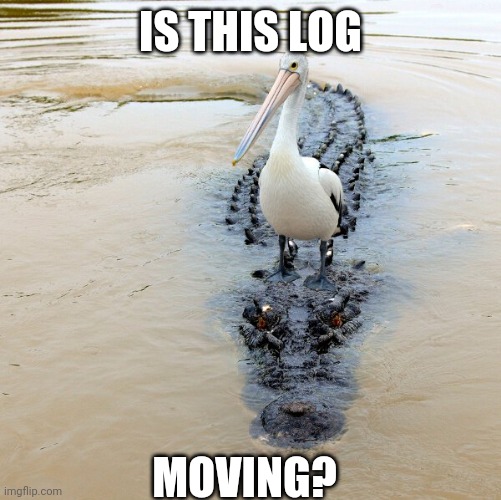 IT'S GONNA EAT YOU | IS THIS LOG; MOVING? | image tagged in alligator,bird | made w/ Imgflip meme maker