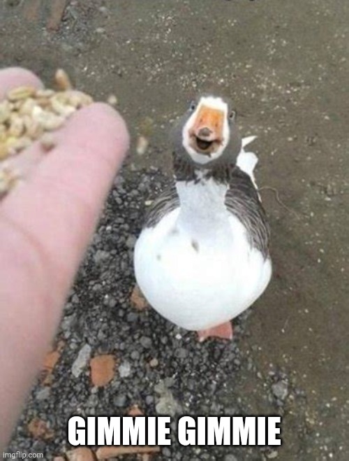 LOOKS SO HAPPY | GIMMIE GIMMIE | image tagged in ducks,goose,happy | made w/ Imgflip meme maker