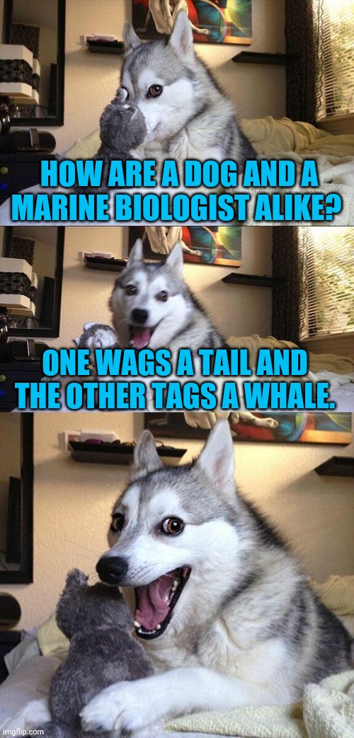 Bad Pun Dog Meme | HOW ARE A DOG AND A MARINE BIOLOGIST ALIKE? ONE WAGS A TAIL AND THE OTHER TAGS A WHALE. | image tagged in memes,bad pun dog | made w/ Imgflip meme maker