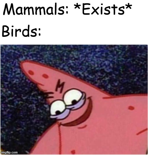 Patrick's is planning something sinister | Mammals: *Exists*; Birds: | image tagged in patrick's is planning something sinister | made w/ Imgflip meme maker