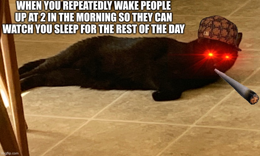 Evil panther | WHEN YOU REPEATEDLY WAKE PEOPLE UP AT 2 IN THE MORNING SO THEY CAN WATCH YOU SLEEP FOR THE REST OF THE DAY | made w/ Imgflip meme maker