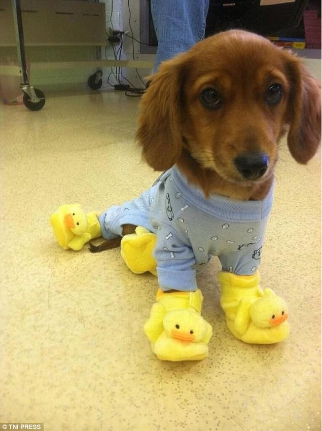Puppy Duckie Shoes Blank Meme Template
