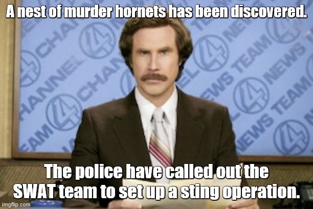 Ron Burgundy | A nest of murder hornets has been discovered. The police have called out the SWAT team to set up a sting operation. | image tagged in memes,ron burgundy,murder hornets,fake news,news | made w/ Imgflip meme maker