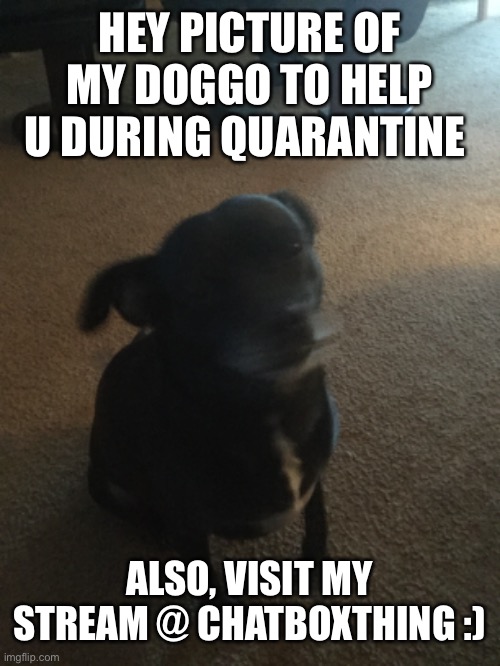 Pretty much an advertisement/meme | HEY PICTURE OF MY DOGGO TO HELP U DURING QUARANTINE; ALSO, VISIT MY STREAM @ CHATBOXTHING :) | image tagged in doggo | made w/ Imgflip meme maker