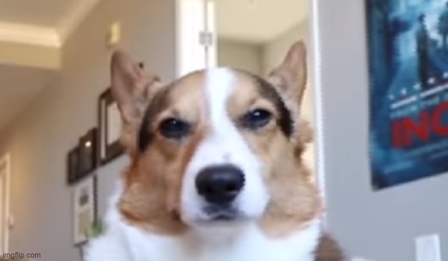 Upset Corgi | image tagged in upset corgi | made w/ Imgflip meme maker