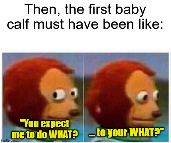 Monkey Puppet Meme | Then, the first baby calf must have been like: "You expect me to do WHAT? ... to your WHAT?" | image tagged in memes,monkey puppet | made w/ Imgflip meme maker