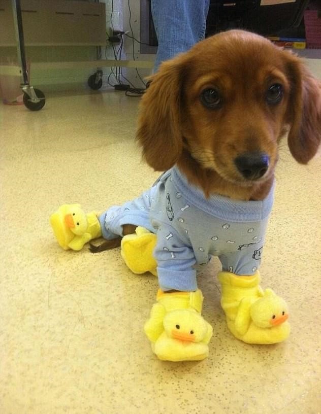 High Quality Puppy Duckie Shoes Blank Meme Template