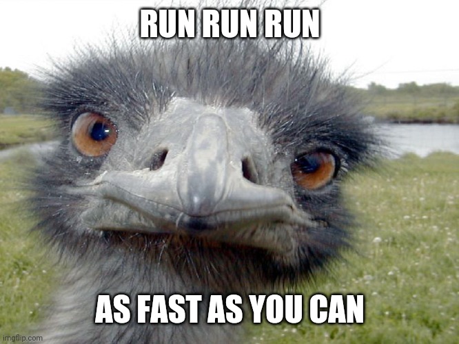 Emu Head Brah Whats Up | RUN RUN RUN AS FAST AS YOU CAN | image tagged in emu head brah whats up | made w/ Imgflip meme maker