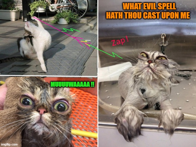 evil spell | WHAT EVIL SPELL HATH THOU CAST UPON ME ; MUUUUWAAAAA !! | image tagged in cats,spell | made w/ Imgflip meme maker
