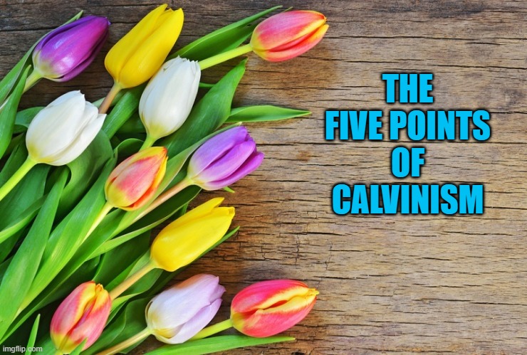 Flowers Tulips | THE FIVE POINTS OF CALVINISM | image tagged in calvinism,theology,christianity,bible,scriptures,fun | made w/ Imgflip meme maker