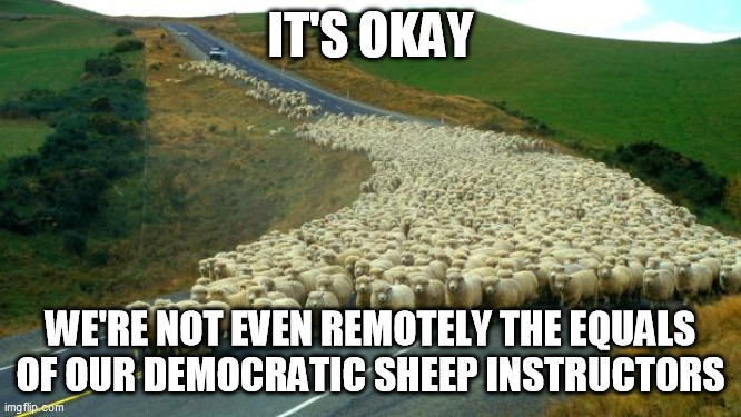 sheep | IT'S OKAY WE'RE NOT EVEN REMOTELY THE EQUALS OF OUR DEMOCRATIC SHEEP INSTRUCTORS | image tagged in sheep | made w/ Imgflip meme maker