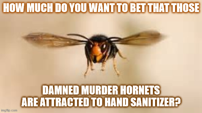 PROBABLY 0,o | HOW MUCH DO YOU WANT TO BET THAT THOSE; DAMNED MURDER HORNETS
ARE ATTRACTED TO HAND SANITIZER? | image tagged in murder hornet,hand sanitizer,hornet,murder hornets,bugs,damn | made w/ Imgflip meme maker