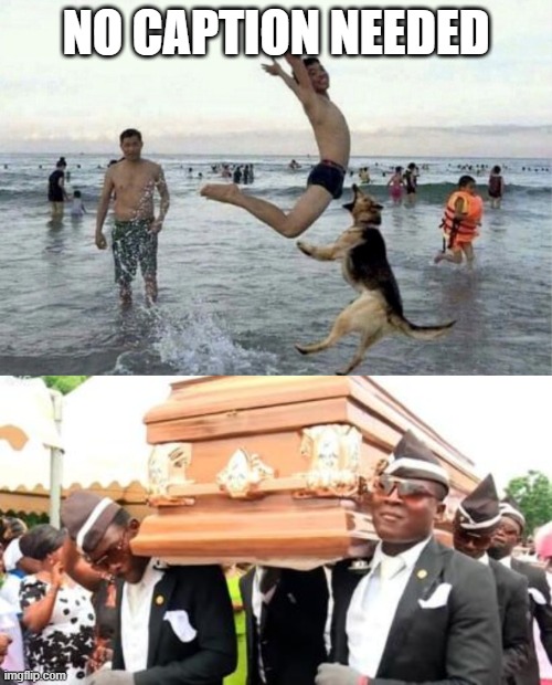 No CAPTION needed |  NO CAPTION NEEDED | image tagged in dogs,coffin dance | made w/ Imgflip meme maker