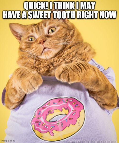 CHOCOLATE!!!!!!!!!!!!!!!!!!!!!!!!!!!!!!!!!!!!!!!! | QUICK! I THINK I MAY HAVE A SWEET TOOTH RIGHT NOW | image tagged in chonk cat donut | made w/ Imgflip meme maker