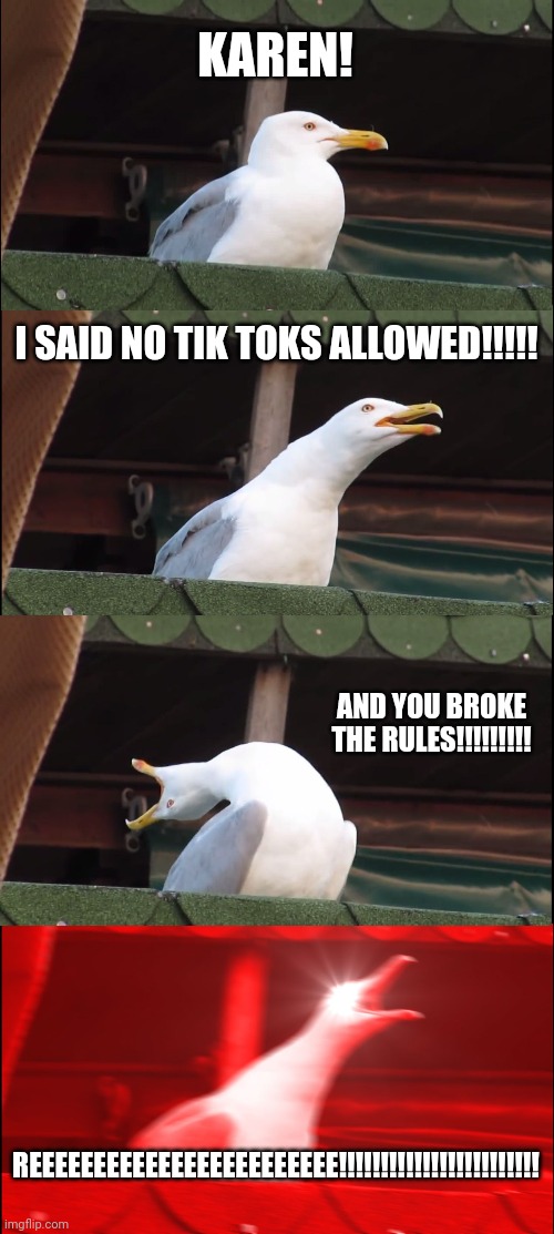 Inhaling Seagull Meme | KAREN! I SAID NO TIK TOKS ALLOWED!!!!! AND YOU BROKE THE RULES!!!!!!!!! REEEEEEEEEEEEEEEEEEEEEEEE!!!!!!!!!!!!!!!!!!!!!!!! | image tagged in memes,inhaling seagull | made w/ Imgflip meme maker