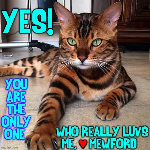 My Cat Lies | YES! YOU ARE THE ONLY  ONE; WHO REALLY LUVS
ME, ♥ MEWFORD; ♥ | image tagged in vince vance,cats,tiger,green eyes,i love cats,funny cat memes | made w/ Imgflip meme maker