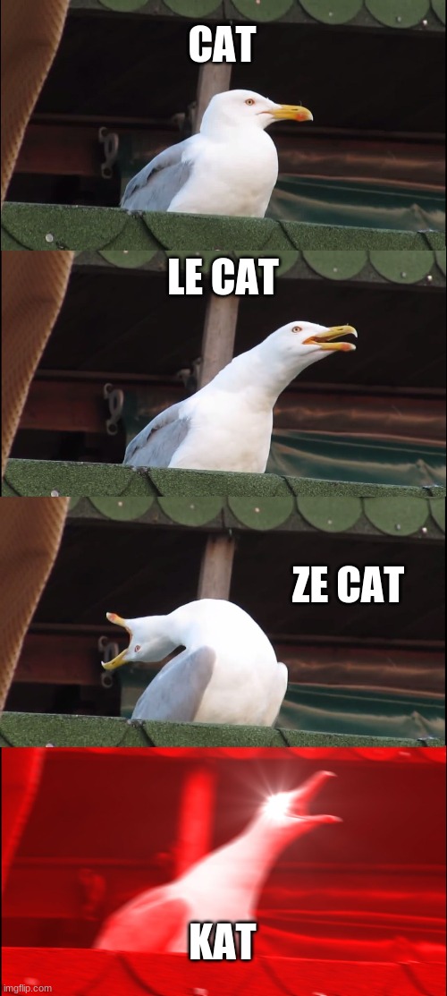 Inhaling Seagull Meme | CAT; LE CAT; ZE CAT; KAT | image tagged in memes,inhaling seagull | made w/ Imgflip meme maker