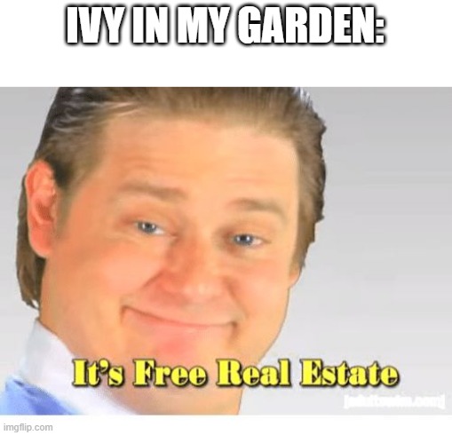 It's Free Real Estate | IVY IN MY GARDEN: | image tagged in it's free real estate,memes | made w/ Imgflip meme maker