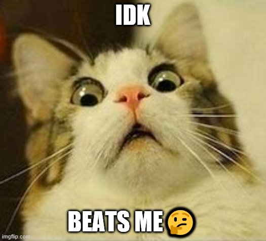 confused cat | IDK; BEATS ME🤔 | image tagged in cat,idk,wat | made w/ Imgflip meme maker