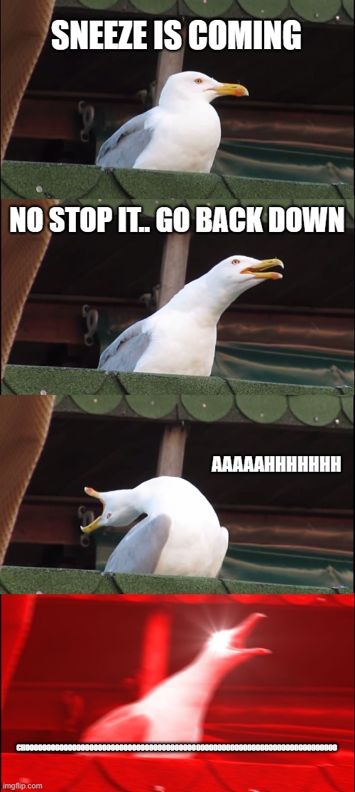 Inhaling Seagull | SNEEZE IS COMING; NO STOP IT.. GO BACK DOWN; AAAAAHHHHHHH; CHOOOOOOOOOOOOOOOOOOOOOOOOOOOOOOOOOOOOOOOOOOOOOOOOOOOOOOOOOOOOOOOOOOOOOOOOO | image tagged in memes,inhaling seagull | made w/ Imgflip meme maker