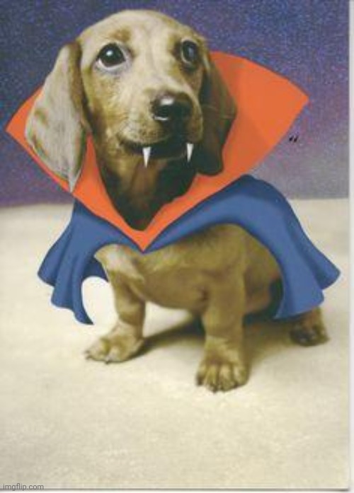vampire dachshund | image tagged in vampire dachshund | made w/ Imgflip meme maker