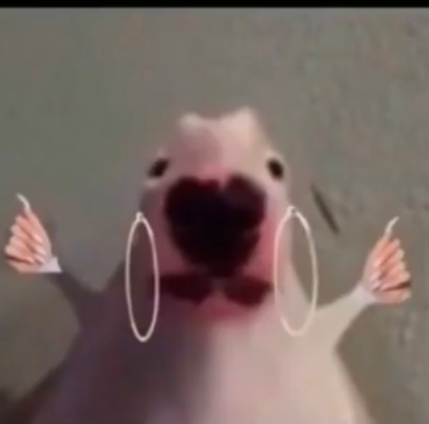 Periodt Blank Meme Template