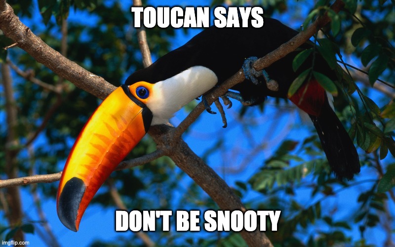 Toucan humor | TOUCAN SAYS; DON'T BE SNOOTY | image tagged in toucan | made w/ Imgflip meme maker