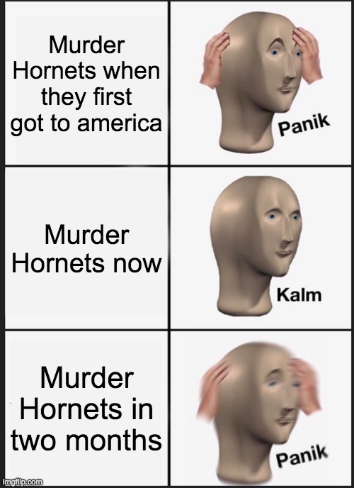 Murderous Hornetous | Murder Hornets when they first got to america; Murder Hornets now; Murder Hornets in two months | image tagged in memes,panik kalm panik | made w/ Imgflip meme maker