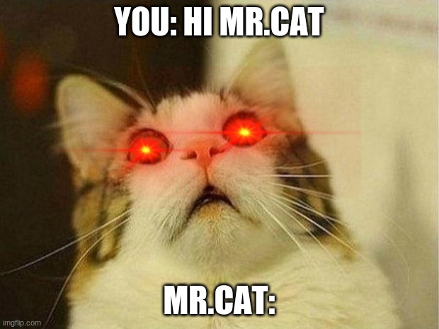 mr.coot is here | YOU: HI MR.CAT; MR.CAT: | image tagged in memes,cat | made w/ Imgflip meme maker