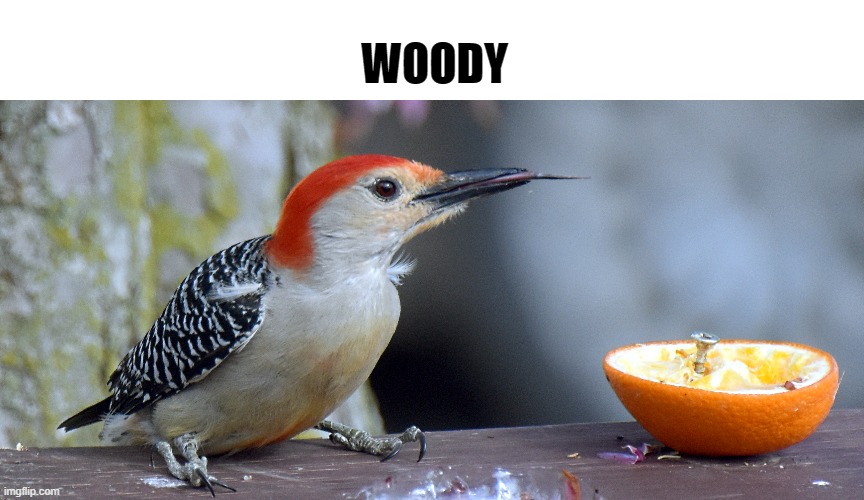 woody the woodpecker | WOODY | image tagged in woodpecker,bird | made w/ Imgflip meme maker