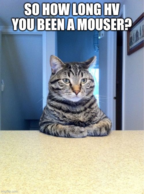 Take A Seat Cat Meme | SO HOW LONG HV YOU BEEN A MOUSER? | image tagged in memes,take a seat cat | made w/ Imgflip meme maker